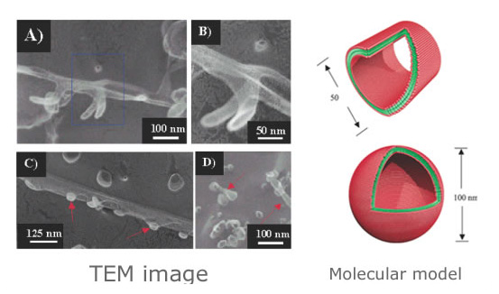 Surfactant-Like Peptide