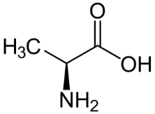 アミノ酸への分解代謝ーアラニン