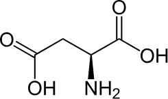 アミノ酸への分解代謝ーアスパラギン酸